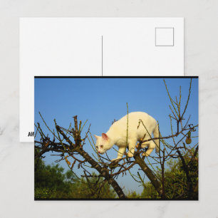 Witte Kitten op Amandelboom Briefkaart