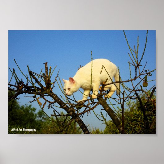 Witte Kitten op Amandelboom Poster (Voorkant)