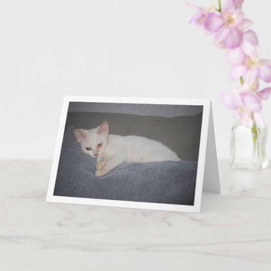 Witte kitten op sofa kaart (Orchidee)