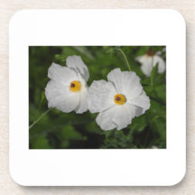 Witte klaprozen botanische bloem