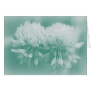 Witte klaver Wildbloemen