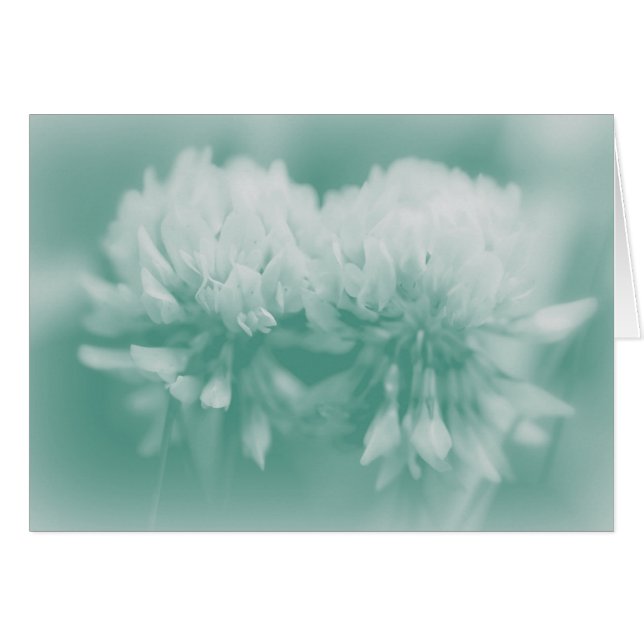 Witte klaver Wildbloemen (Voorkant Horizontaal)