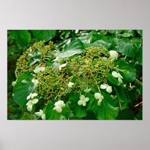 Witte Klimhortensia - Poster