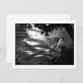 Witte Koi: Japan Briefkaart (Voorkant / Achterkant)