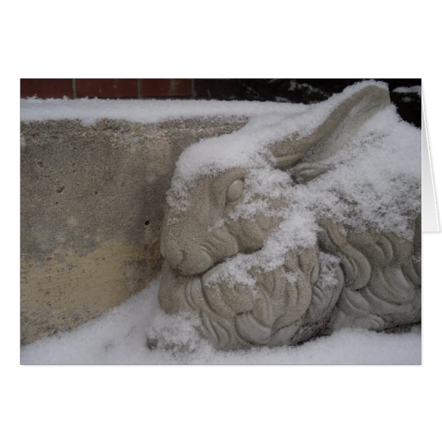 Witte konijn (Voorkant Horizontaal)