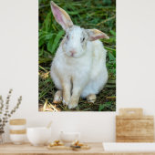Witte konijn poster (Keuken)