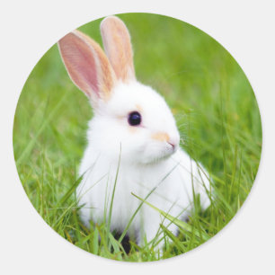Witte konijn ronde sticker