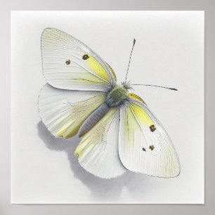 Witte Kool Vlinder Art Print Poster