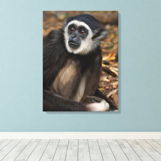 Witte koolstof (Hylobates Lar), Monkeyland Canvas Afdruk (Insitu (Houten vloer))