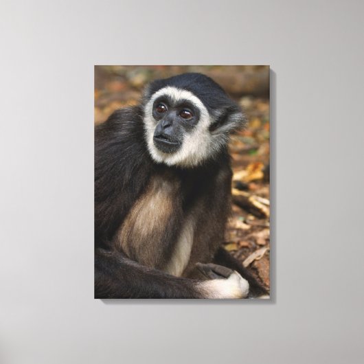 Witte koolstof (Hylobates Lar), Monkeyland Canvas Afdruk (Voorkant)