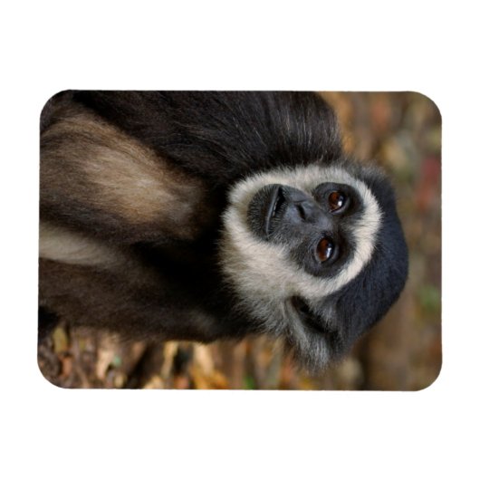 Witte koolstof (Hylobates Lar), Monkeyland Magneet (Horizontaal)