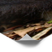 Witte koolstof (Hylobates Lar), Monkeyland Poster (Hoek)