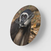 Witte koolstof (Hylobates Lar), Monkeyland Ronde Klok (Hoek)