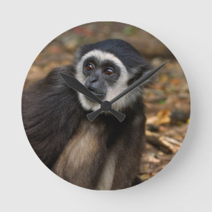 Witte koolstof (Hylobates Lar), Monkeyland Ronde Klok