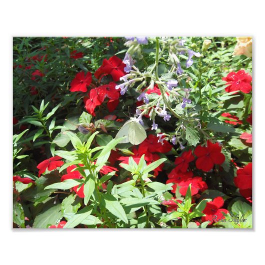 witte koolvlinder foto afdruk (Voorkant)