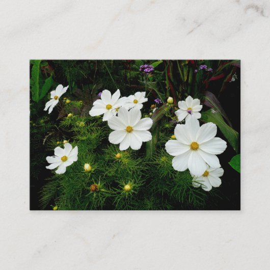 Witte Kosmos Bloemen, Mini Foto Visitekaartje (Voorkant)