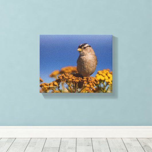 Witte kruipen Sparrow die op de Tansy zit Canvas Afdruk (Insitu (Houten vloer))