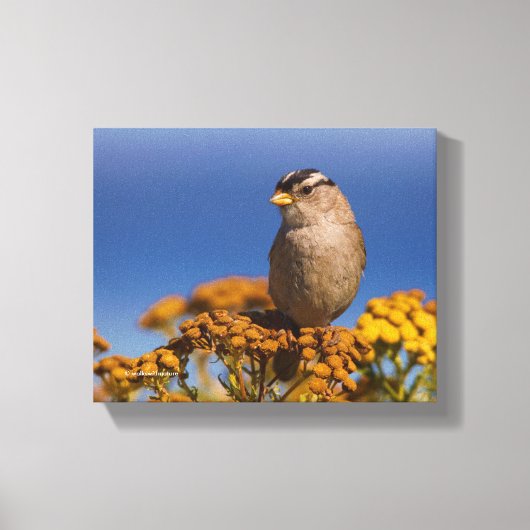 Witte kruipen Sparrow die op de Tansy zit Canvas Afdruk (Voorkant)
