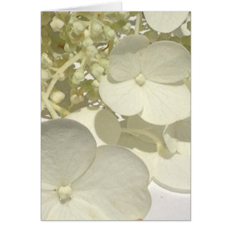 Witte Lacecap Hydrangea Bloem Sluiten Wenskaart