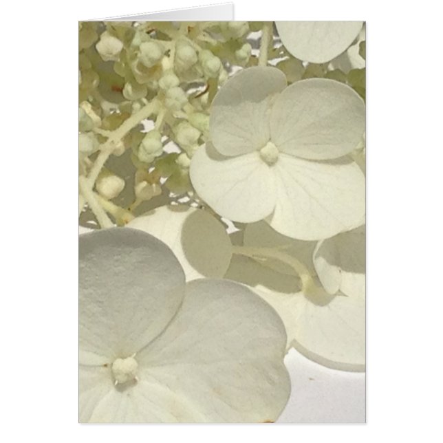 Witte Lacecap Hydrangea Bloem Sluiten Wenskaart (Voorkant)