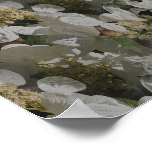 Witte Lacecap Hydrangea Bloemspiegel Abstract Poster (Hoek)