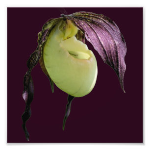 Witte Lady Slipper Orchidee Bloem 8x8 Foto Afdruk