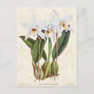 Witte Laelia Orchidee  Botanisch Briefkaart
