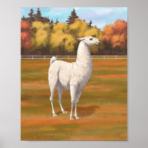 Witte lama in herfst weide op de boerderij poster