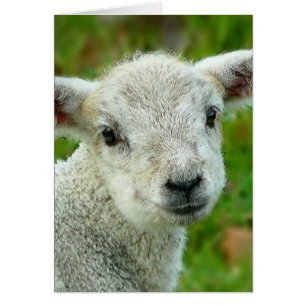 Witte lammeren