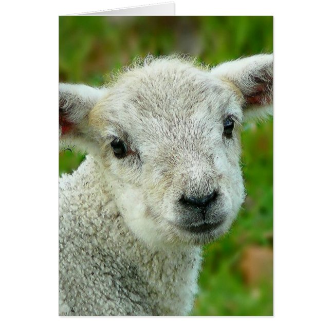 Witte lammeren (Voorkant)