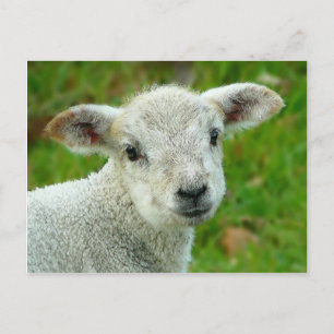 Witte lammeren briefkaart