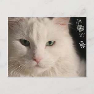 Witte langharige kat briefkaart