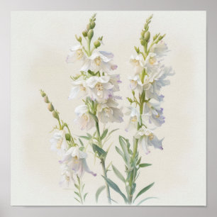 Witte Larkspur Bloemenkunst Print Poster