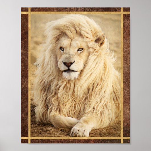Witte Leeuw Foto Poster (Voorkant)