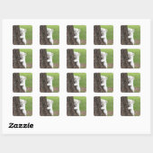 Witte leeuwenkub verschuilt zich achter een boom. vierkante sticker (Vel)