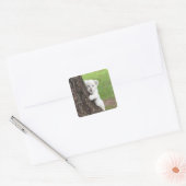 Witte leeuwenkub verschuilt zich achter een boom. vierkante sticker (Envelop)