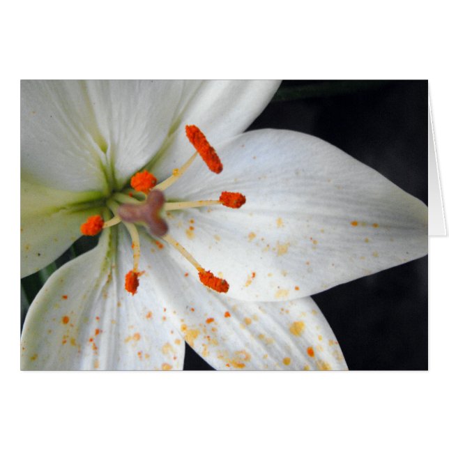 witte lelie bloem (Voorkant Horizontaal)