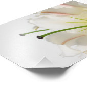 Witte Lelie met Groene Stamin en Geel Centrum Foto Afdruk (Hoek)