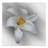 witte lelie perfect poster (Voorkant)