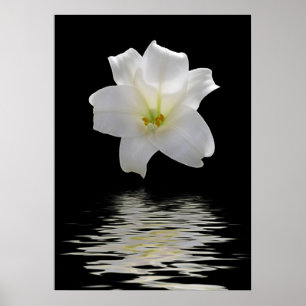 witte lelie poster
