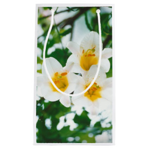 Witte Lelies - Lelie Bloem Lilium candidum Klein Cadeauzakje