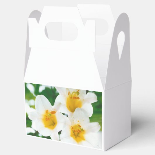 Witte lib - Lilium candidum Bedankdoosjes (Geopend)