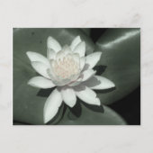 witte lichtroze lotus waterbloem briefkaart (Voorkant)