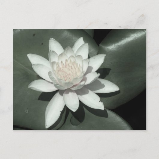 witte lichtroze lotus waterbloem briefkaart (Voorkant)