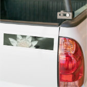 witte lichtroze lotus waterbloem bumpersticker (Op Truck)