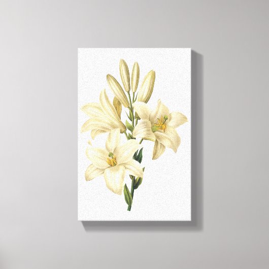 Witte likeur (Lilium candidum) van Redouté Canvas Afdruk (Voorkant)