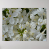Witte Lila bloemen Poster (Voorkant)