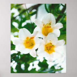 Witte lileuven - Lilium candidum Poster