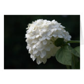 Witte Limoen Hydrangea Blank Binnen (Voorkant Horizontaal)