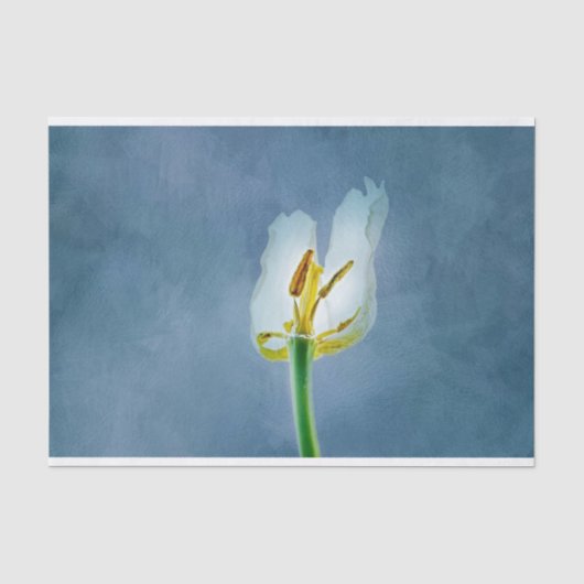 Witte lippenbloem tissuepapier (Voorkant)